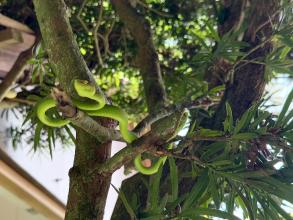 Seeing_Snake